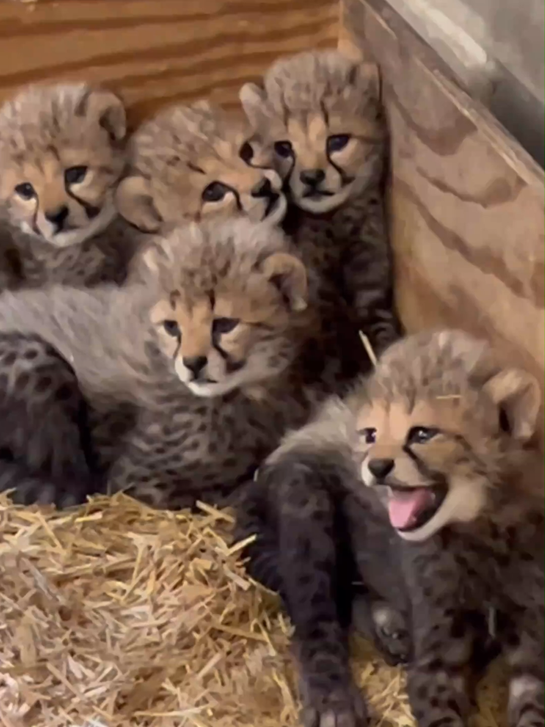 🔉Sound on! The new cheetah quintuplets at the Zoo have the most adorable chirps! They're learning to vocalize and communicate, which is an important part of their development. These tiny cubs are letting their caregivers know they are fierce creatures!