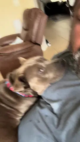 #pitbullsoftiktok #dangerous 
