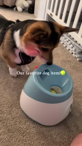 He is obsessed with this toy! #corgisoftiktok #corgipuppy #ballthrower #wisconsin #wiscomama #engagingbestie 