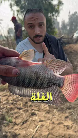 الفرق بين صيادة الغلة وصيادة الطعم 🫣#احمد_السيد_عالم_النعام 