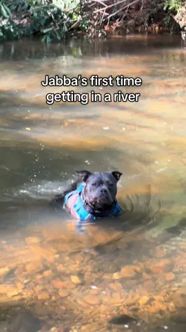 Heat wave be like #pocketbully 