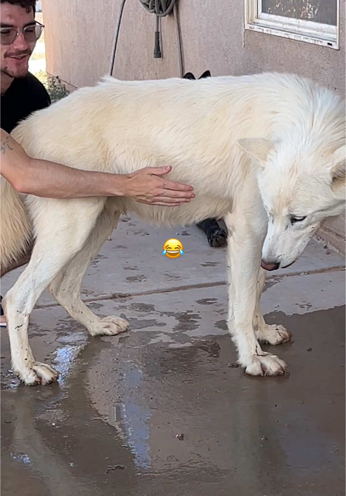 #foryoupage #fyp #keeperofthewolves #packpeculiar #wolves #mywolfpack #beautifulwolfdogs #wolf #savewolves #wolfdog #wildanimals #funnyanimals #oz 