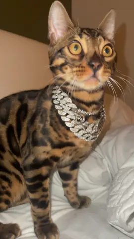 Diamonds dancin’ #bengalcat #leopardcat #foreignbengals #snowbengal #fyppp 