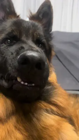 empty head 😅 #germanshepherd #deutscherschäferhund #cutedog #fyp #fy #viral