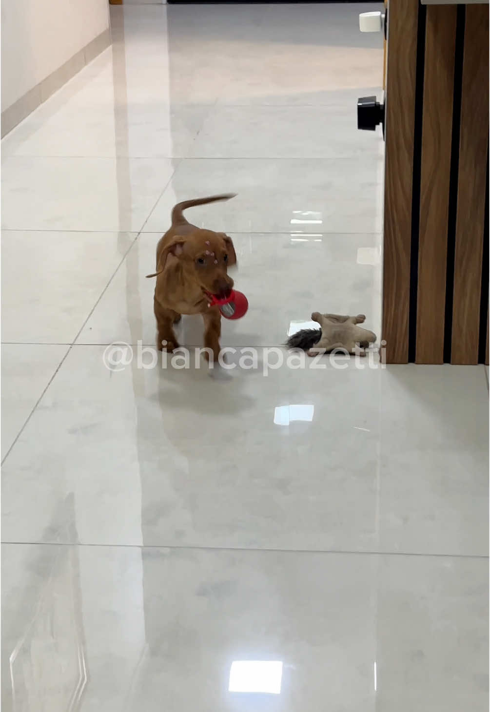 Comprei uma bolinha que anda sozinha para gastar a energia da Jade 😂😂😂  #pet #brinquedopet #dachshund 