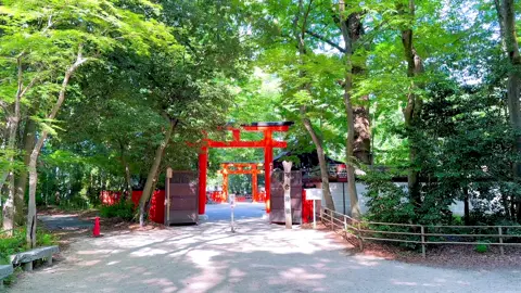 Early Summer at Kyoto Gyoen National Garden and Shimogamo Shrine ⛩️🍃 #kyoto #garden #greenery #travel #Summer 