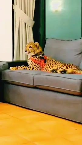 #🐆 