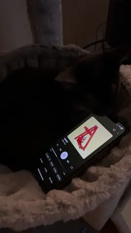 watch….. #cat #kitten #kitty #music #watch #billieeilish #relatable #trending #fyp 