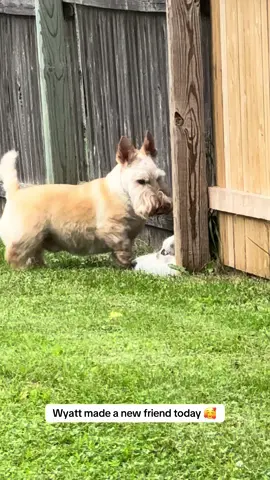 Wyatt loves his new friend 🥰 #cute #Love #sweet #scottishterrier #dog #dogsoftiktok #scottishterriersoftiktok #viral #husky #friends 