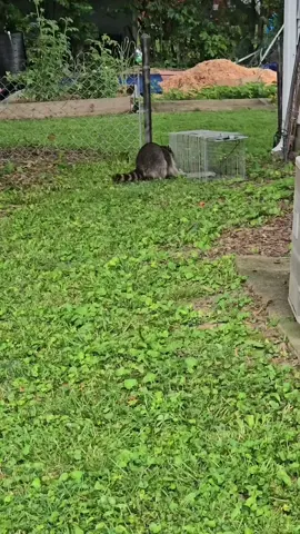 #raccoon #ohio 