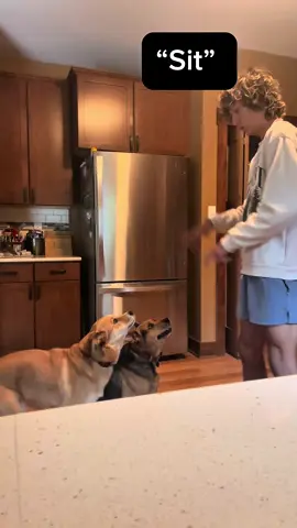 if dogs can learn sign language you can too #fyp 