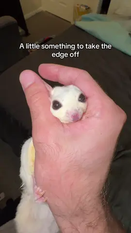 #sugarglider #cutepet #trends 