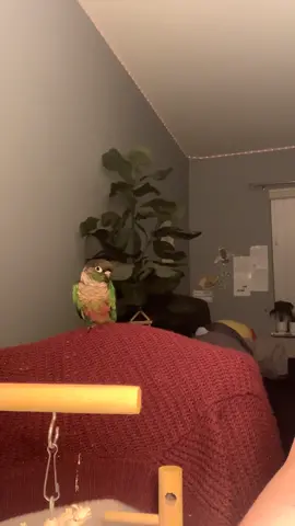 #greencheekconure #conuers_green_cheek #conuer