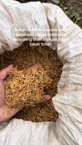 #petanimuda #petani #fyp 