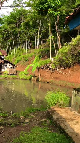 Sampurasun,Kampung limus nunggal,Desa Sundawenang,Suasana anu pikabetahen,matak sono ka pilemburan#reels__tiktok #kampungkuring #lemburkuring #suasanapedesaan #suasanapesawahan #suasanadikampung #desa #sundawenang #kecamatansalawu #rumahjamandulu #pemandanganalam #tasikmalaya_jawabarat #kabupatentasikmalaya #fyp #fyp 