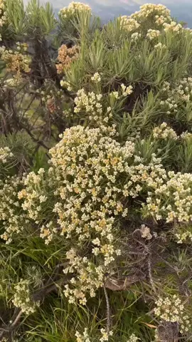 #merbabu #edelweiss #merapi 