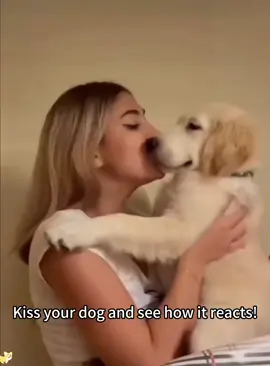 Kiss your dog and see how it react!🐶#usaus #dog #tiktok #funny #dogsoftiktok #funnyanimals #funnydog #funnytiktok #funnyvideos #foryou #fyp 