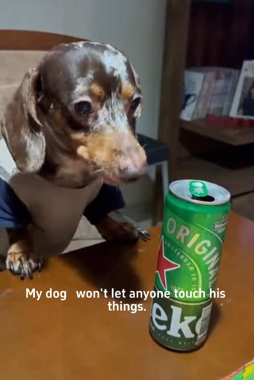 Funny dachshund😂😆#Tatcha #cutedog #cute #cutedog #usa🇺🇸 