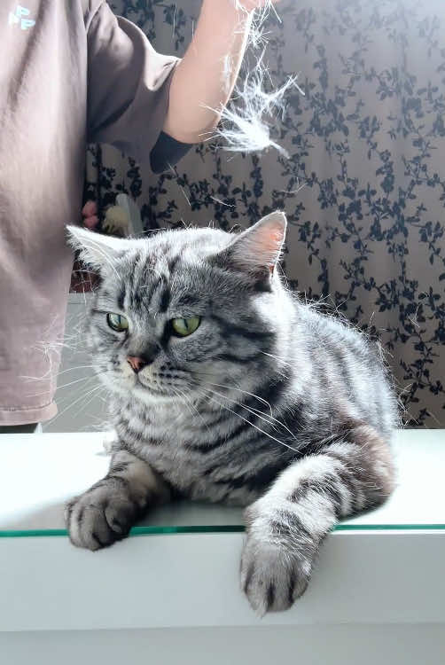 The brush does what his tongue can't—and now he can truly relax 😌✨ #CatLove #pet #tiktokshop #catbrush #petcomb #catpick #fyp #shedding #pethairremoval 