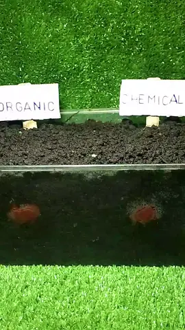 What decomposes faster — an organic tomato or one grown with chemicals? In this simple experiment, I buried both tomatoes in the same soil and tracked their decomposition over several days with a time-lapse. What I found was shocking: the chemically-grown tomato broke down much faster, while the organic one stayed nearly intact. Could chemical treatments be accelerating decay? Or does organic farming preserve natural structure longer? This test might make you think twice about what you’re really eating. #OrganicVsConventional #TomatoTest #FoodExperiment #OrganicFarming #ChemicalFree #Decomposition #FoodScience #HomeGardening #HealthyEating #SustainableLiving #GrowYourOwnFood 
