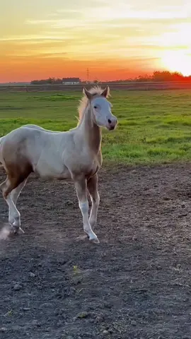 One horse+one horse=double fun 🤣🤣🤣#fyp #animals #viral #funny #farm #foryou #foryoupage #pet #funnyvideos #usa 