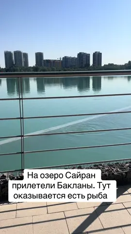 На озеро Сайран прилетели Бакланы. Тут оказывается есть рыба 