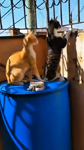 Animais, fofos, fofuras, lindos...🥰 Música fofoqueira...🥰🥰😂😂😂