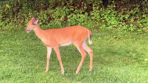 A woodland friend 🦌💕 #michigan #deer #deertiktok #puremichigan #michateau #michigantravel #peaceful #greatlakes 