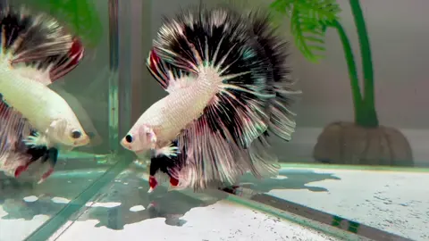 Lại là 1 em Cancel #betta#fish #xuhuong #viraltiktok 