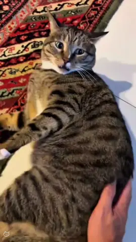 #cat #cute #catvideo #cutcat #funny #pet #funnyvideo #kitty #foryou  #keşfetbeniöneçıkar 
