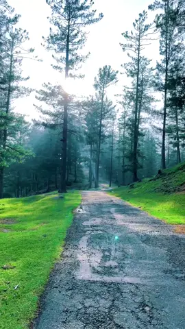 The road didn’t ask questions, it just listened. 🍁 📍: Daana Charbyaar Tehsil Baloch District Sudhnoti  K A S H M I R …  #tiktok #foryou #foryoupage #fyp #trending #viral #viralvideo #kashmir 