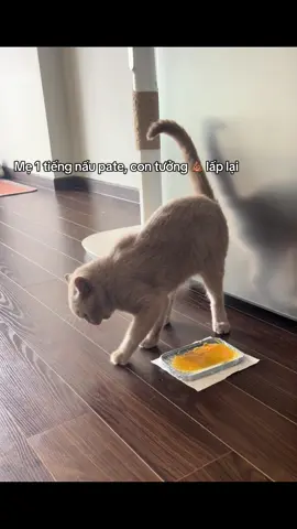 Hướng dẫn cách cho mèo ăn pate: B1: Nấu pate B2: Nói với nó đây ko phải là 💩 