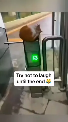 funny animals videos 😂