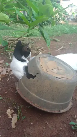 kelakuan anabul di pagi hari  #kucinggemes  #kucinglucu  #catlovers  #duniakucing  #fyp 