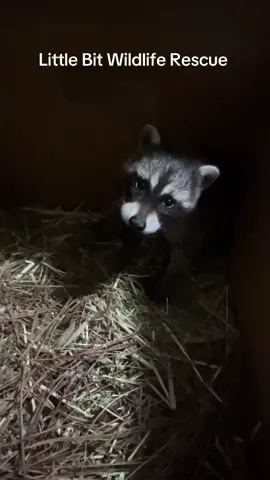 Oh it’s just me “talking raccoon”….  This is one of the new baby raccoons when we got him. He was  weighed (510 grams),  hydrated , and put in one of our incubators in the nursery  #rescue #wildlife #raccoonsoftiktok #raccoon #viral #viralvideo 