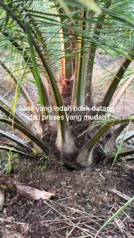 👀#sawitontiktok#kelapasawit#sawittbm