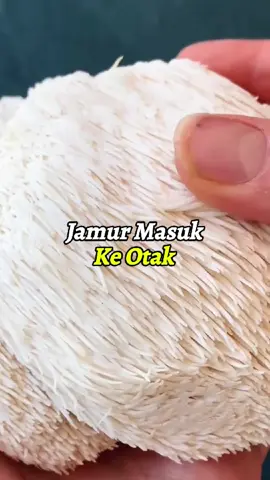 jamur yang masuk ke otak, lion's mane mushroom #jamur #serunyabelajar #abado 