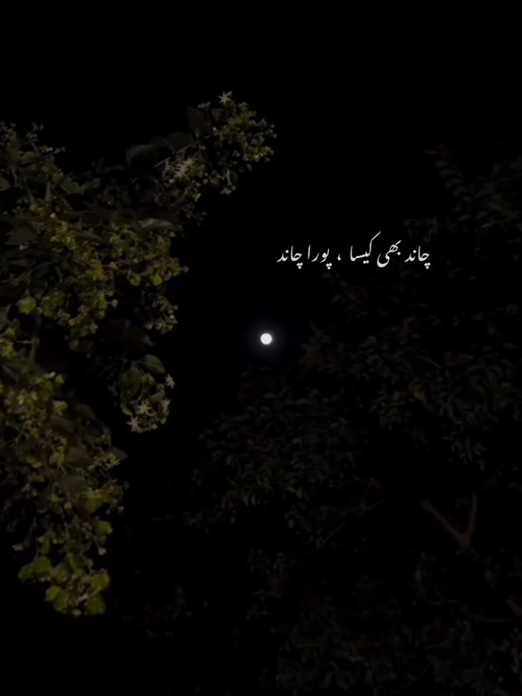NFAK x ZIA-MOHIUDDIN (remix lyrics)                                         Lyrics:                                                   Meri Chand Raat hogyee, Mujh se barham AP kiya huay, Sham samay aik unchi seriyo waly ghr k angan ma, Chand ko us ne utarty dekha, chand b kesa pora-chand, dekhne wali ankhoo ne, Mulkoo-Mulkoo Shehru-Shehru, kesa kesa dekha Chand...🌙🖤                                        Tags:                                                 #nfak #nfak_lines #darkvibes #trendingsong #aesthetic #musiclyrics #nightcore #100k #lyrics #🎧 #🖤 #nfakstatus #talwinder #hehe_nobita 