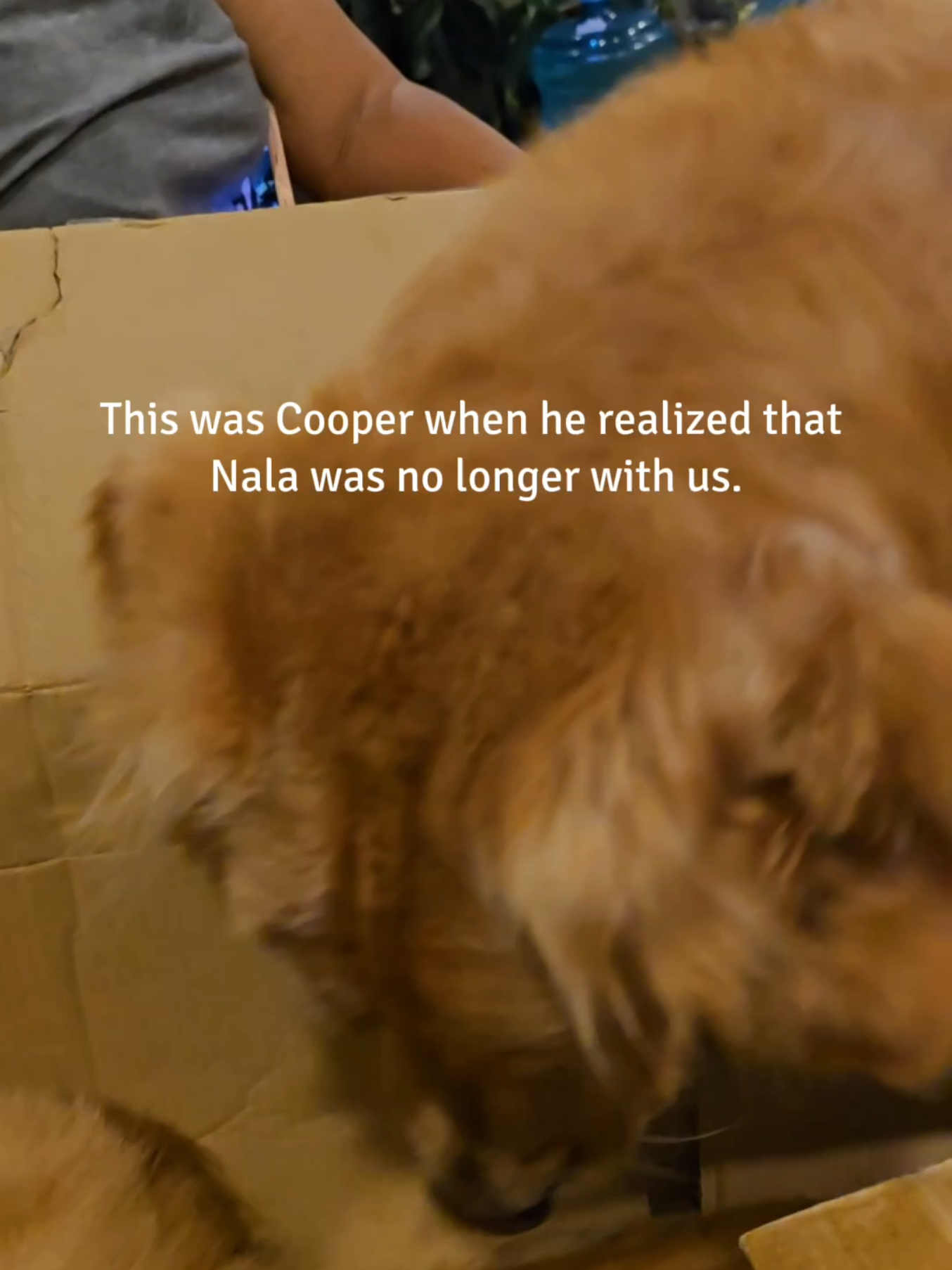 Goodbye Nala 🌈 from Cooper ❤️ #goldenretriever #goldenretrieversoftiktok #goldenretrievers #sad #dogpassedaway #fy #fyp #fypシ #imissyou #dogs #dogsoftiktok #restinparadise #rainbowbridge 