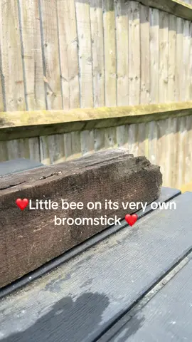 #fyp #bee #broomstick #Summer #nature #leafcutterbee #cute 