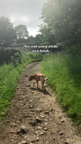 My little hiking partner  #dogsoftiktok #dog #labrador #dogwalk #trendin #hike #walking #dogs 