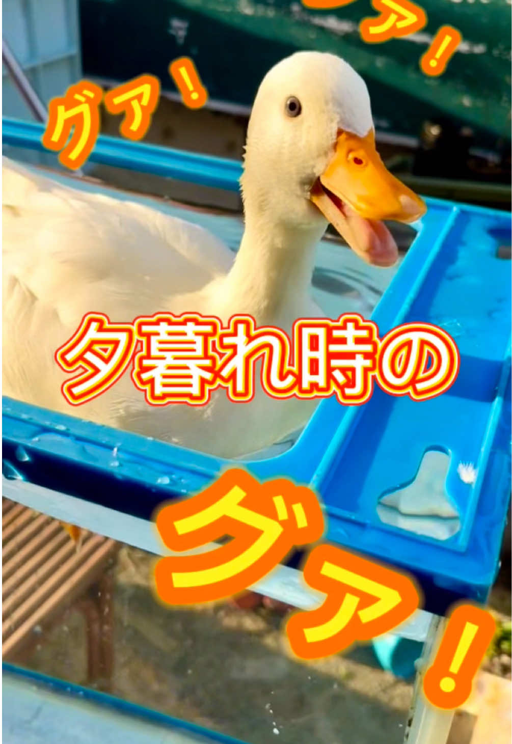 鳴きながら自分の存在を猛アピールします🤫 #コールダック 