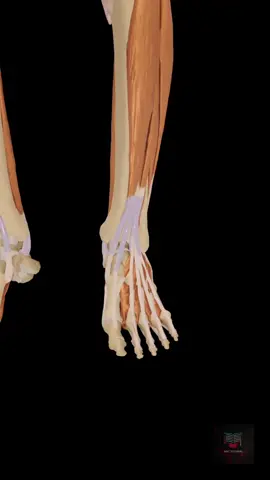 🔍 3D Anatomy Alert! Have you ever wondered how the tendons around your ankle move so smoothly without getting damaged? This video shows a detailed 3D animation of the tendon sheaths that surround and protect the tendons crossing the ankle joint. 🦴 These synovial sheaths act like lubricated tunnels, reducing friction and preventing wear and tear as tendons glide during movements like walking, running, and jumping. 📌 In this video, you'll see: The extensor, flexor, and peroneal tendon sheaths Their anatomical positions relative to the medial and lateral malleoli Clinical relevance (like tenosynovitis and ankle injuries) This is a must-watch for medical students, physiotherapists, orthopedic enthusiasts, and anatomy lovers! 🎓 Follow for more animated anatomy videos from ABCTUTORIAL 🔁 Share with a fellow anatomy nerd! ❤️ Like if you’ve learned something new! #AnkleAnatomy #TendonSheath #3DAnatomy #AnatomyVideo #MedicalAnimation #AnkleJoint #Orthopedics #Physiotherapy #USMLE #MedStudentLife #ABCTutorial #MedicalEducation #medical3danimation #Medical 