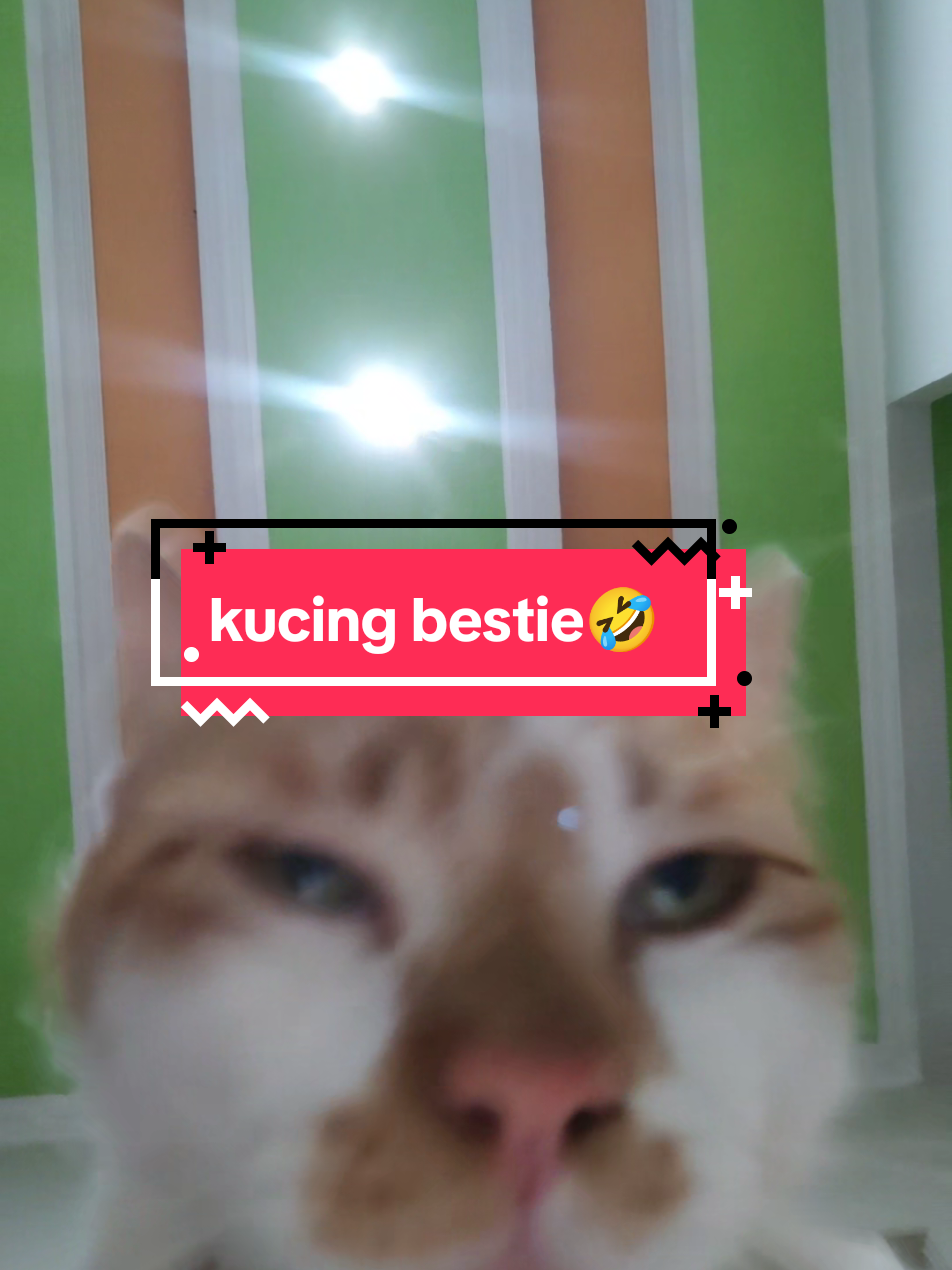 maapken ya meng 🤣ngakak meng #kucingviral #kucingoren #kucinggemoy #kucingtiktok #kucinglucu #oyenbarbar #metime #fyp #happy #tiktok #wonderfulindonesia #oyen #kucing #kucingbestie #besti 