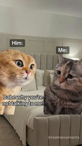 #realtionshipmemes #funnymemes #usmemes #tiktokmemes #relatable #Relationship #wholesome #fyp #catmemes 