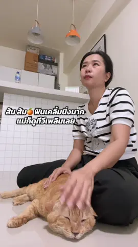 เคลิ้มมมม #ส้มส้ม🍊 #แมวส้ม #น้องส้มแมวเก่า #แมวเหมียว 