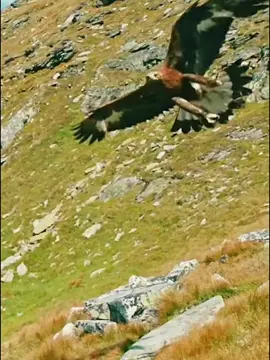 beautiful nature#animalworld #wildlife #eagle #foryoupagе #animallifestyle 