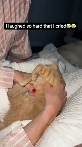 “Feline animals are very alert when they sleep “🤣🤣#catsoftiktok #cats #catlover #cute #funny #funnyvideos #funnytiktok #funnyanimals #funnycat #foryou #tiktok 