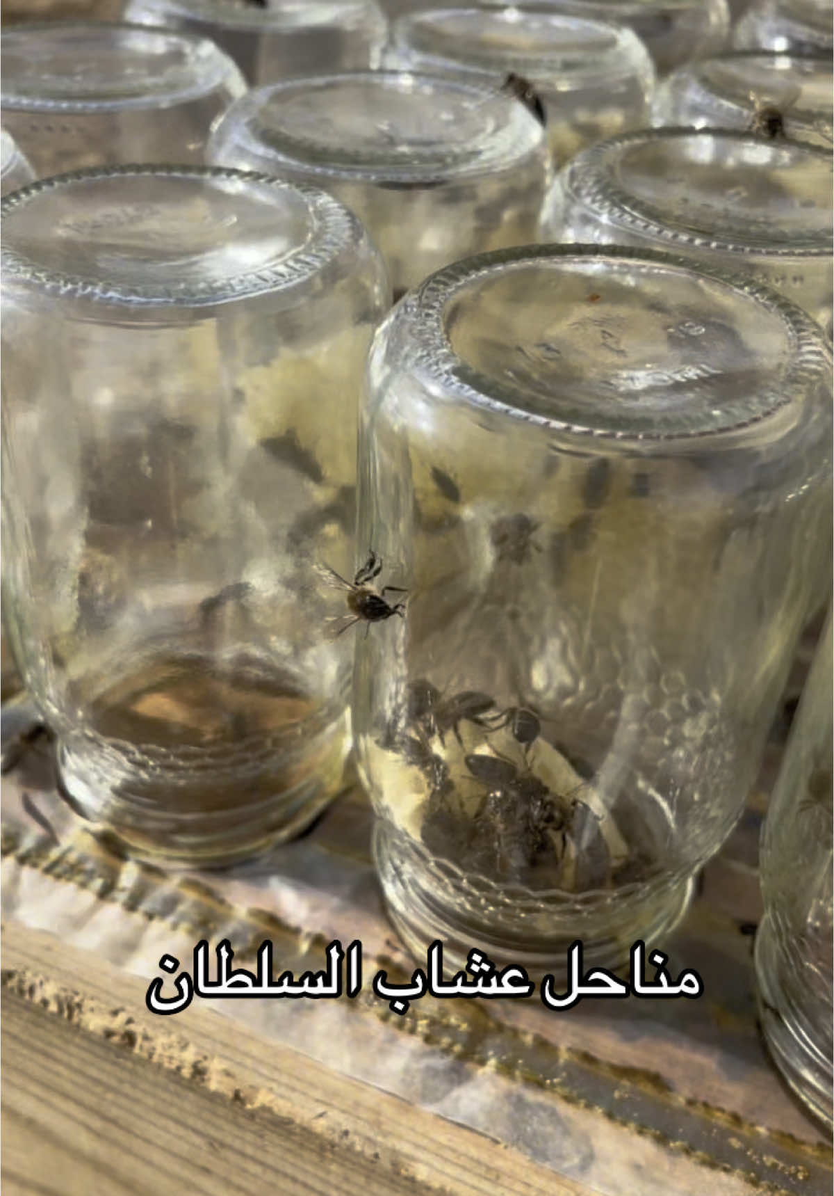 جولة في مناحل عشاب السلطان     أنواع العسل متوفر عندنا مرحبا بكم. #عسل_طبيعي #عسل_السدر #عسل_الجرجير #عسل_البرتقال #عسل_الكاليتوس #عسل_الجبل #غذاء_الملكات #حبوب_الطلع #العكبر_البروبوليس #شهد_العسل ……….