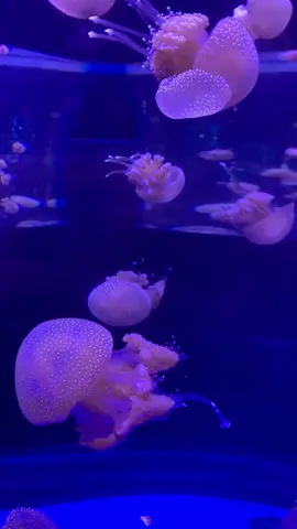 🐠🐟🦈💗 #bxsea #aquarium #aquariumdate 